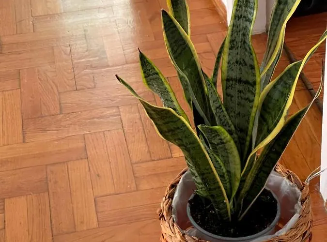 η ελπίδα και η γιάννα ξεκίνησαν ένα χώρο Cute Appartement Vólos