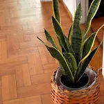 η ελπίδα και η γιάννα ξεκίνησαν ένα χώρο Cute Apartament Wolos